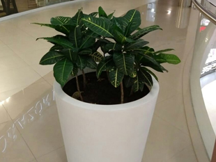 ALCACHOFA